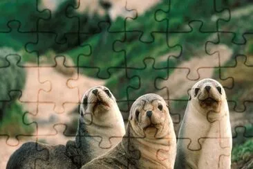 FOCAS jigsaw puzzle