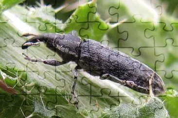 פאזל של Lixus filiformis