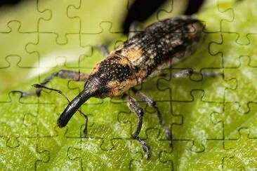 פאזל של Lixus scrobicollis