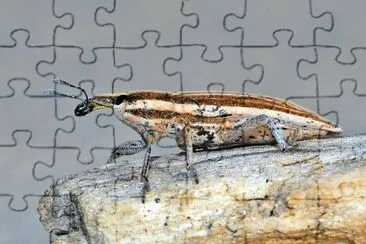 פאזל של Lixus anguinus