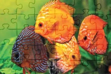 Toy jigsaw puzzle