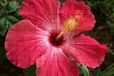 Hibiscus