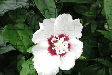 Hibiscus