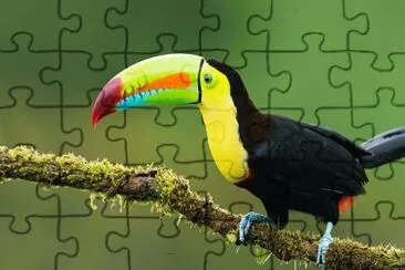 TUCAN jigsaw puzzle