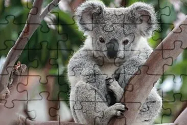 KOALA jigsaw puzzle