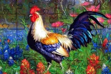 gallo