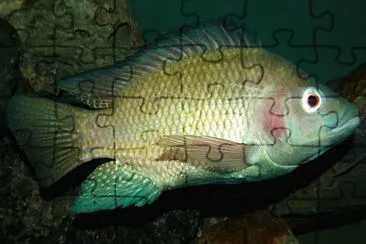 Tilapia del nilo jigsaw puzzle