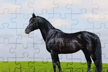 Trakehner jigsaw puzzle