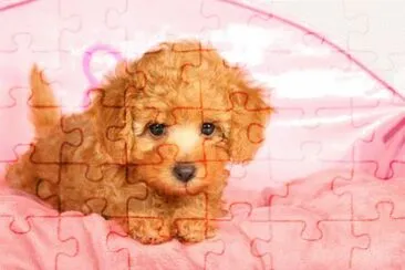 37 jigsaw puzzle