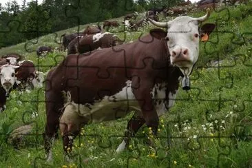 Vacca valdostana pezzata rossa