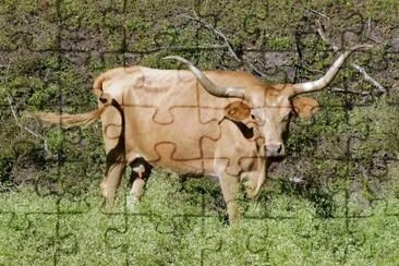 Vacca longhorn del texas jigsaw puzzle