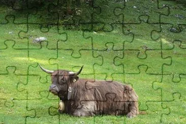 Vacca highlander jigsaw puzzle