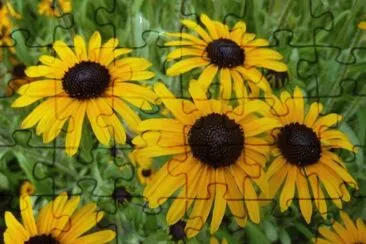 פאזל של Rudbeckia