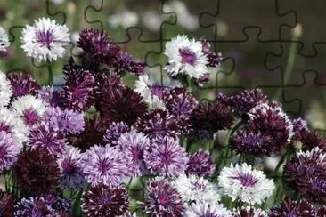 Purple and White Bachelor Buttons