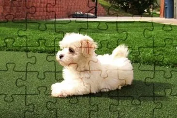 Maltipoo