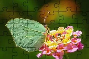 Butterfly jigsaw puzzle