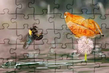 Butterfly jigsaw puzzle