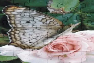 Butterfly jigsaw puzzle