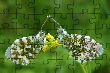 Butterfly jigsaw puzzle