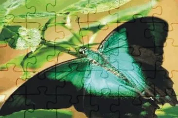 Butterfly jigsaw puzzle