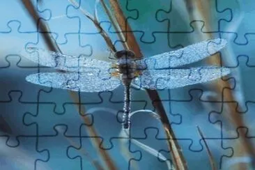 Dragonfly jigsaw puzzle