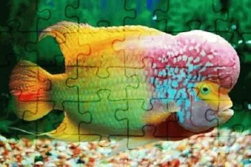 Top jigsaw puzzle