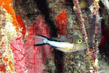 Sharp Nose Puffer Fish-Bahamas