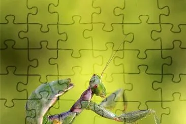 Mantide nana europea jigsaw puzzle