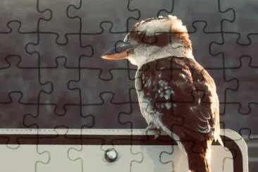 Counting kookaburra jigsaw puzzle