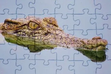 Aus crocodile jigsaw puzzle