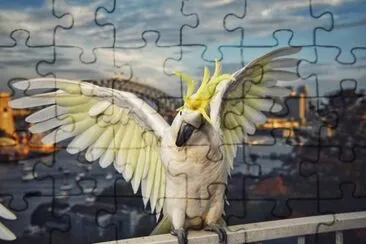 Sydney cockatoo jigsaw puzzle