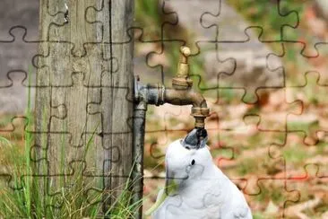 Thirsty cockatoo jigsaw puzzle