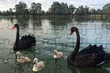 Wentworth swans   cygnets jigsaw puzzle