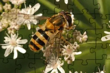 Epistrophe grossulariae jigsaw puzzle