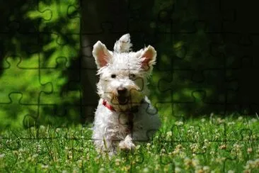 Westiepoo