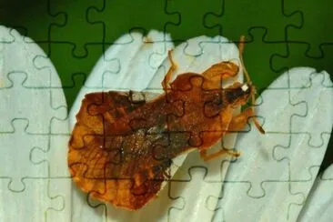 Phimata crassipes jigsaw puzzle