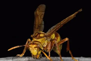 Polistes carnifex