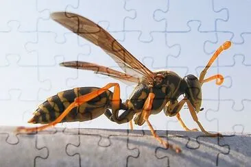 Polistes chinensi jigsaw puzzle