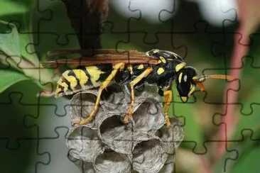 Polistes dominula jigsaw puzzle