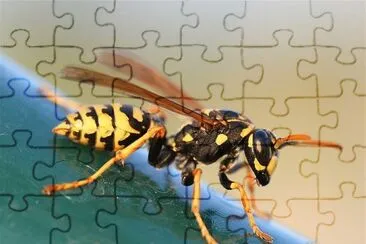 Polistes dominulus jigsaw puzzle