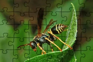 Polistes fuscatus jigsaw puzzle