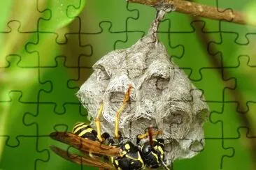 Polistes nympha jigsaw puzzle