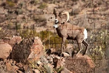 Aoudad are plentiful around Big Bend