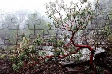 Madrone Tree Boot Spgs