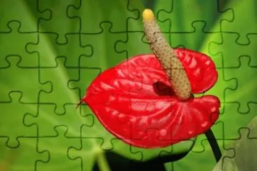 Top jigsaw puzzle