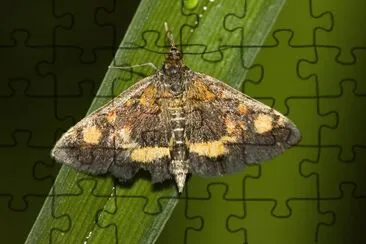 Pyrausta purpuralis jigsaw puzzle