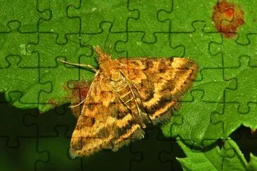 Pyrausta despicata jigsaw puzzle