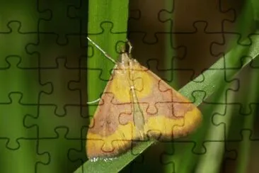 Pyrausta castalis jigsaw puzzle