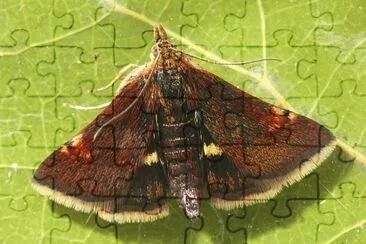 Pyrausta obfuscata