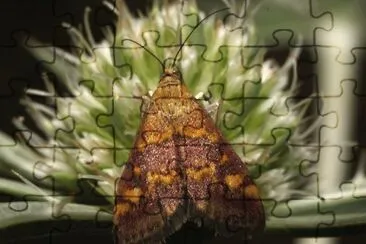 Pyrausta ostrinalis jigsaw puzzle